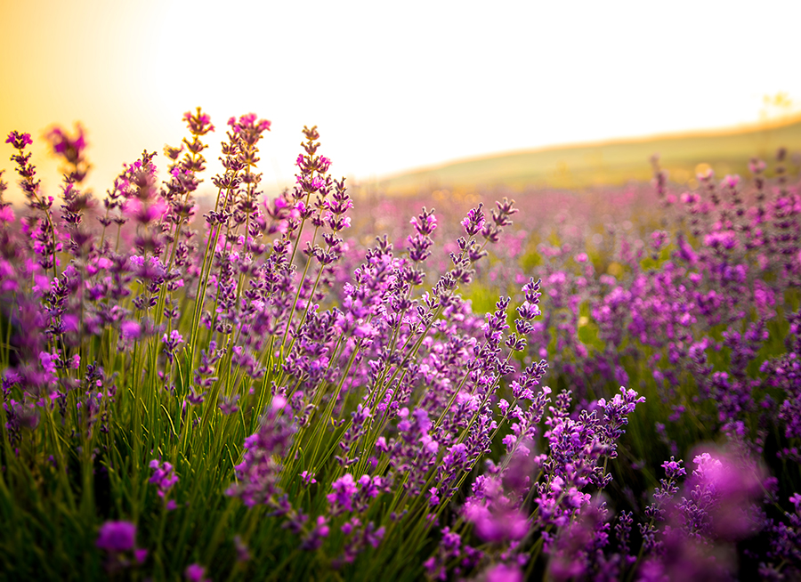 Beautiful lavender flowers close up on a field during sunset. Nature